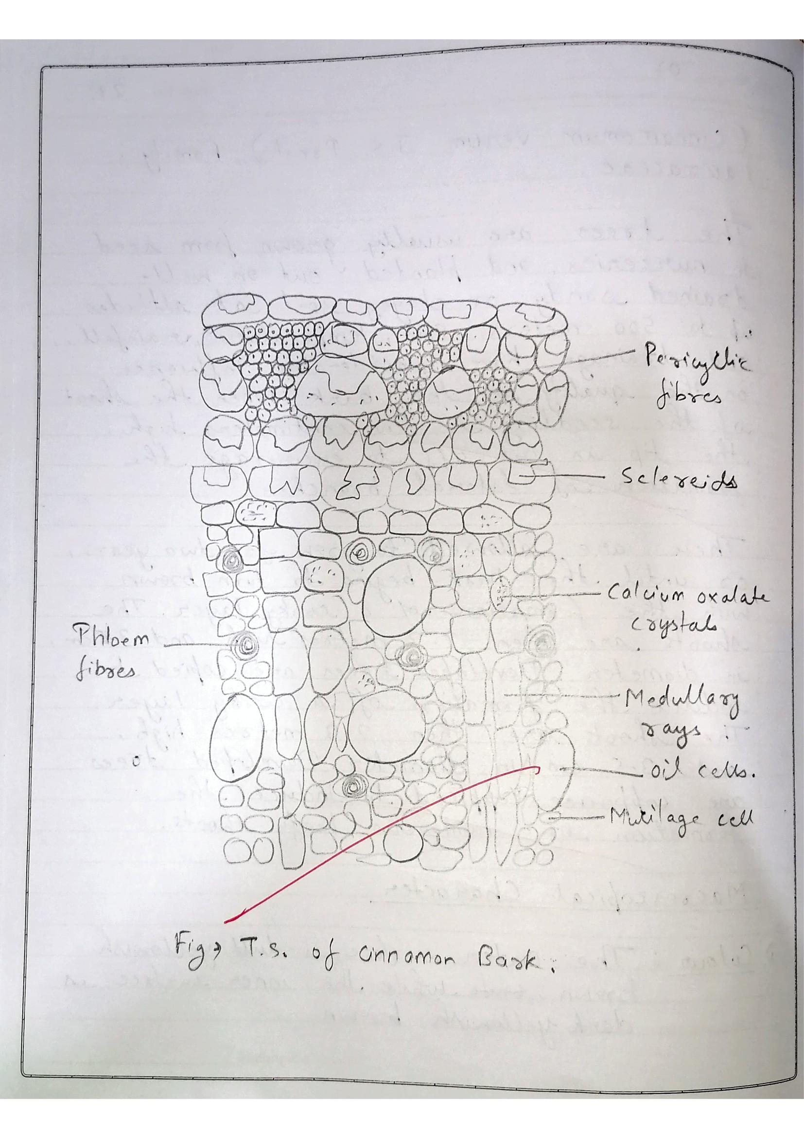 Pharmacognosy Practical